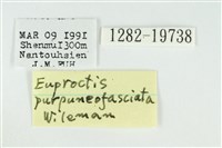 寬紋黃毒蛾藏品圖，第3張