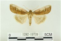 粉太波紋蛾藏品圖，第1張