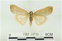 粉太波紋蛾藏品圖，第2張