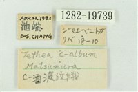 粉太波紋蛾藏品圖，第3張