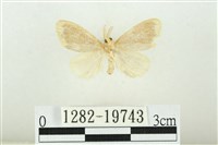 黑翅黃毒蛾藏品圖，第2張