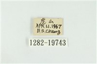 黑翅黃毒蛾藏品圖，第3張