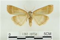 臺洒波紋蛾藏品圖，第2張