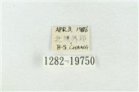 臺洒波紋蛾藏品圖，第3張