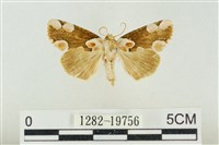 大斑波紋蛾藏品圖，第1張