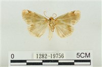 大斑波紋蛾藏品圖，第2張