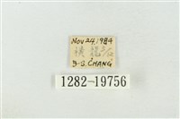 大斑波紋蛾藏品圖，第3張