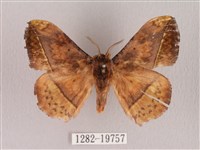 埔里帶蛾藏品圖，第1張