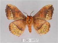 埔里帶蛾藏品圖，第2張