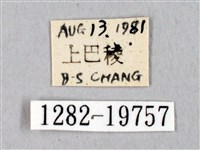 埔里帶蛾藏品圖，第3張