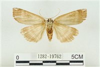 臺洒波紋蛾藏品圖，第2張