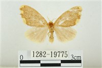 黑翅黃毒蛾藏品圖，第1張