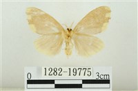 黑翅黃毒蛾藏品圖，第2張