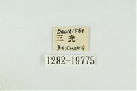 黑翅黃毒蛾藏品圖，第3張