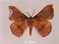 阿里山絨帶蛾藏品圖，第1張