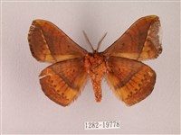 阿里山絨帶蛾藏品圖，第2張