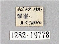 阿里山絨帶蛾藏品圖，第3張