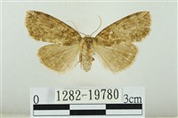 藹環波紋蛾藏品圖，第1張