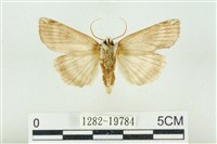 臺洒波紋蛾藏品圖，第2張