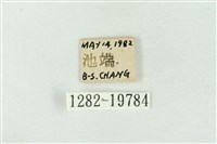 臺洒波紋蛾藏品圖，第3張