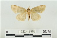 大斑波紋蛾藏品圖，第2張