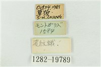 大斑波紋蛾藏品圖，第3張