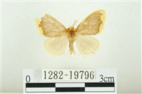 黑翅黃毒蛾藏品圖，第1張