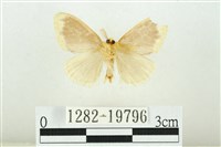 黑翅黃毒蛾藏品圖，第2張