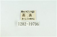 黑翅黃毒蛾藏品圖，第3張