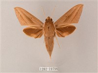 直翅斜紋天蛾藏品圖，第1張