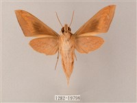 直翅斜紋天蛾藏品圖，第2張