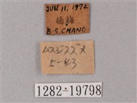 直翅斜紋天蛾藏品圖，第3張