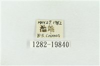 基褐綠刺蛾藏品圖，第3張
