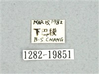 灰舟蛾藏品圖，第3張