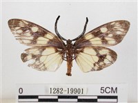 蓬萊茶斑蛾藏品圖，第2張