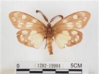 蓬萊茶斑蛾藏品圖，第1張