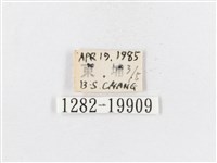 蓬萊茶斑蛾藏品圖，第3張