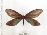 重陽木螢斑蛾藏品圖，第1張