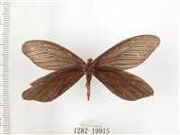 重陽木螢斑蛾藏品圖，第2張