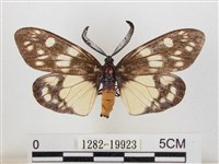 蓬萊茶斑蛾藏品圖，第1張