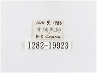 蓬萊茶斑蛾藏品圖，第3張