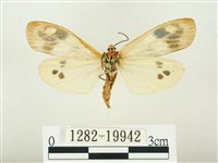 史氏狹翅螢斑蛾藏品圖，第2張