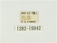 史氏狹翅螢斑蛾藏品圖，第3張