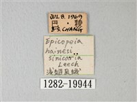松村氏淺翅鳳蛾藏品圖，第3張