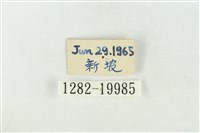 基褐綠刺蛾藏品圖，第3張