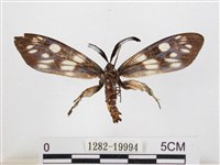 蓬萊茶斑蛾藏品圖，第2張