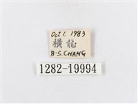 蓬萊茶斑蛾藏品圖，第3張