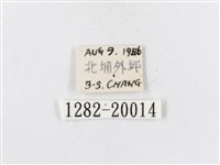 蓬萊茶斑蛾藏品圖，第3張