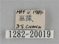眉原褐刺蛾藏品圖，第3張