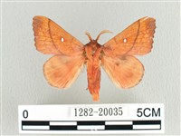 蘋毛蟲藏品圖，第1張